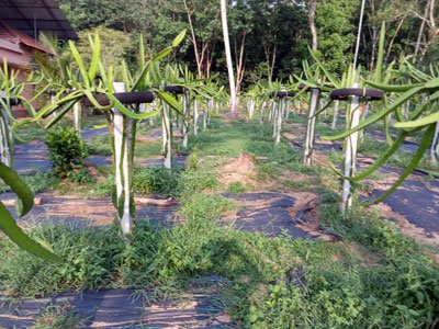 B3 Farm