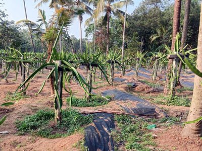 B3 Farm