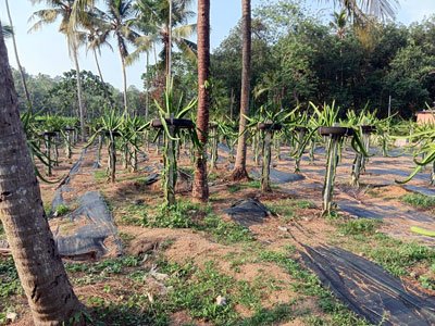 B3 Farm